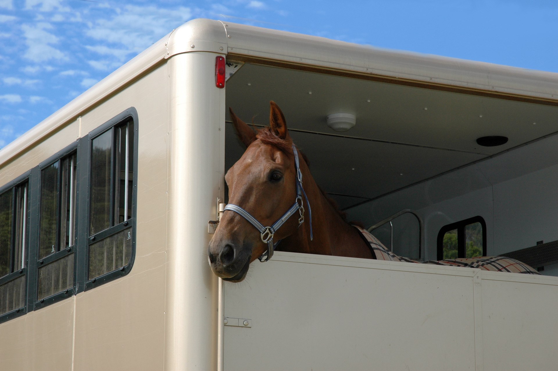 P&C Horse Transport Horse Transport West Yorkshire